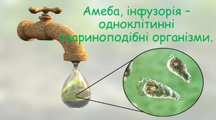 Амеба, інфузорія – одноклітинні твариноподібні організми.