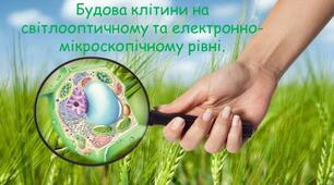Будова клітини на світлооптичному та електронно- мікроскопічному рівні.