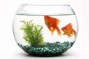 The 6 Most Expensive Pet Fish to Insure and Why - AZ Animals