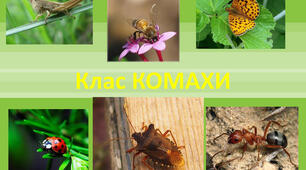 Тема " Комахи"