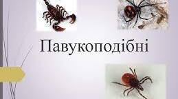 Павукоподібні
