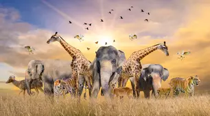 Animals