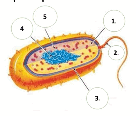 0500p8pd-d171-453x388.png