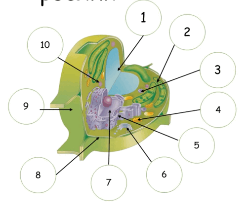 0500p8uh-028e-502x430.png