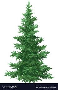 Пін містить це зображення: Christmas fir tree isolated vector image on VectorStock