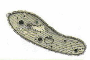 0500pabf-3ed5-183x123.png