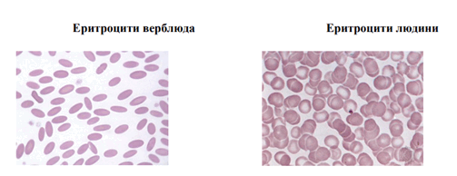 0500pert-7324-503x194.png