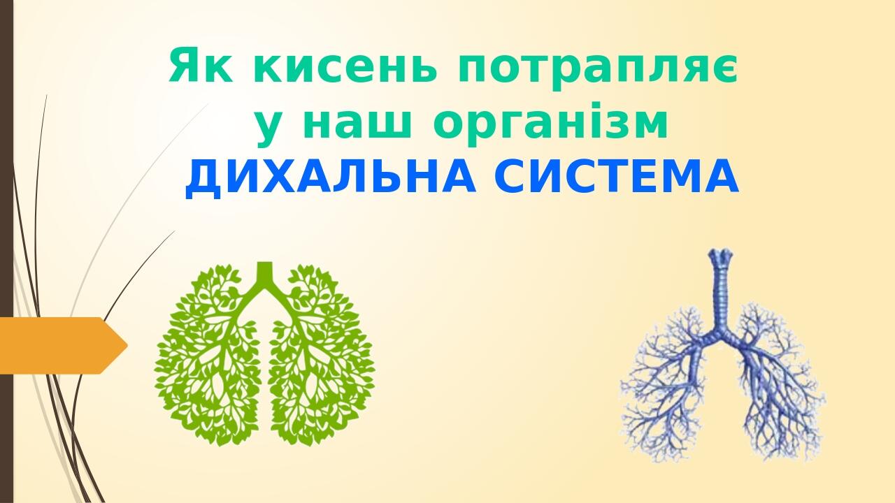 Як кисень потрапляє у наш організм ДИХАЛЬНА СИСТЕМА