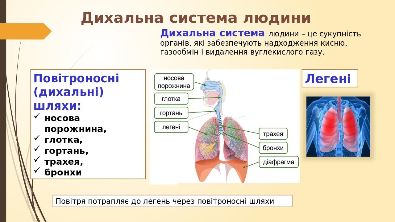 Дихальна система людини Повітроносні (дихальні) шляхи: носова порожнина, глотка, гортань, трахея, бронхи Дихальна система людини – це сукупність ор...