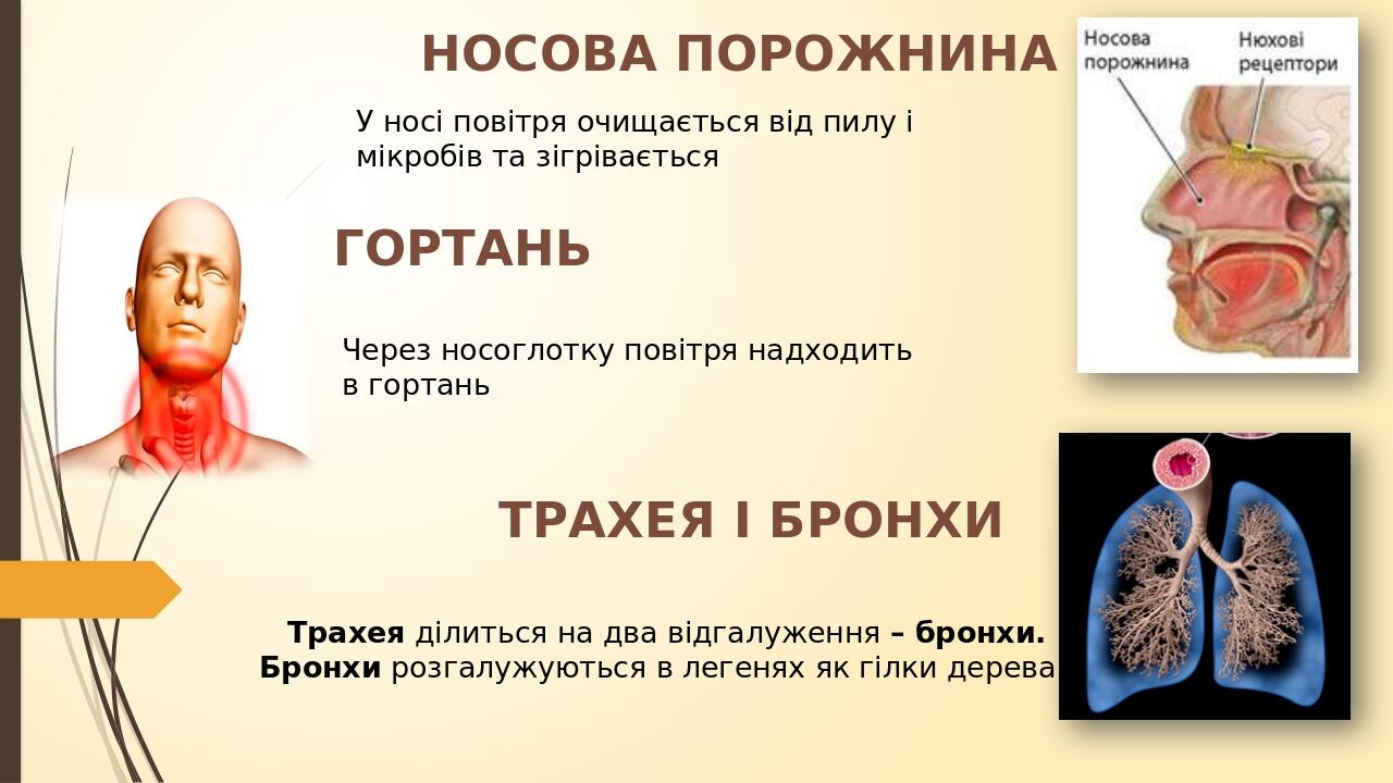 НОСОВА ПОРОЖНИНА У носі повітря очищається від пилу і мікробів та зігрівається ГОРТАНЬ Через носоглотку повітря надходить в гортань ТРАХЕЯ І БРОНХИ...