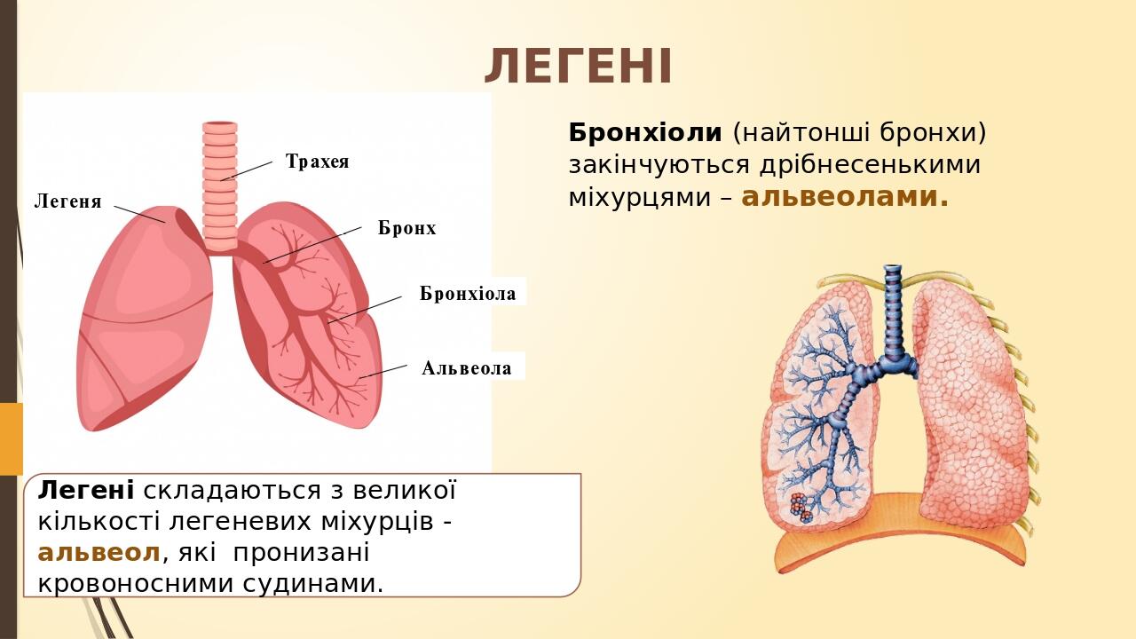 Бронхіоли (найтонші бронхи) закінчуються дрібнесенькими міхурцями – альвеолами. ЛЕГЕНІ Легені складаються з великої кількості легеневих міхурців - ...