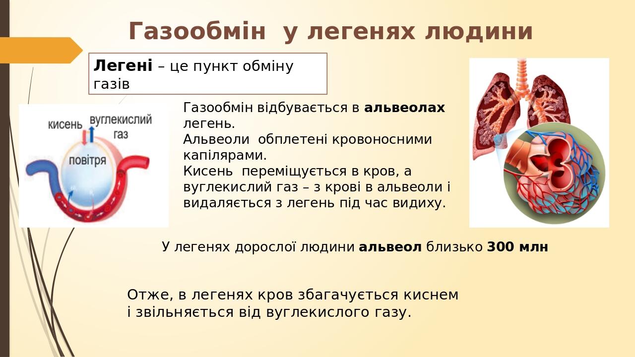 Газообмін у легенях людини У легенях дорослої людини альвеол близько 300 млн Газообмін відбувається в альвеолах легень. Альвеоли обплетені кровонос...