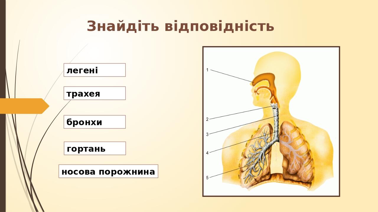 носова порожнина легені гортань бронхи трахея Знайдіть відповідність
