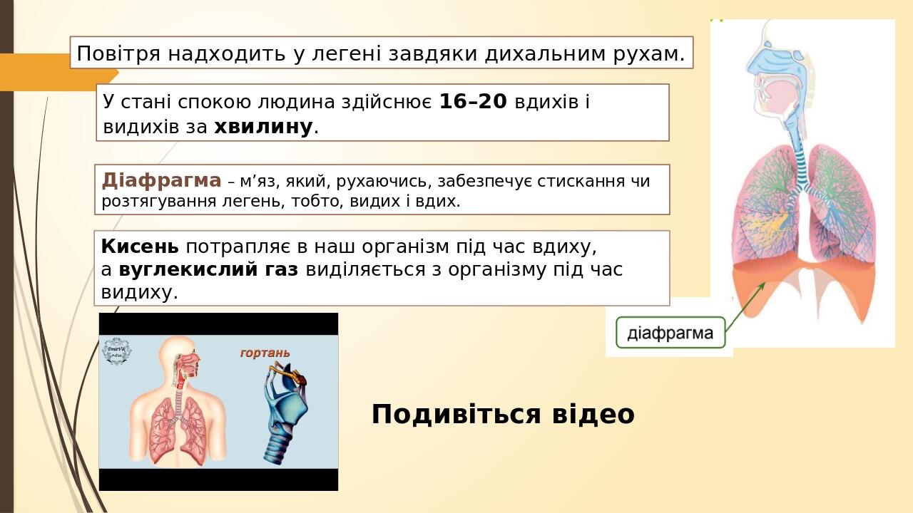 Діафрагма – м’яз, який, рухаючись, забезпечує стискання чи розтягування легень, тобто, видих і вдих. У стані спокою людина здійснює 16–20 вдихів і ...