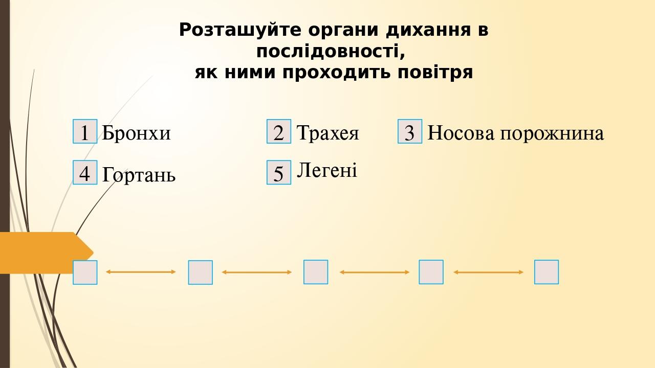 Розташуйте органи дихання в послідовності, як ними проходить повітря Бронхи Гортань Трахея Легені Носова порожнина 1 4 2 5 3