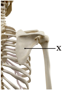 0500pq2q-3341-202x296.png