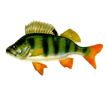 0500pr5c-67c7-214x200.png