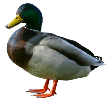 0500pr5e-a8dd-213x205.png