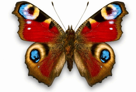 0500pt8l-4bb4-461x314.png