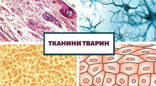 Самостійна робота:"Тваринита їх особливості. Клітина. Тканини. Органи та системи органів тварин."