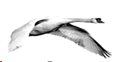 0500pu1h-c85e-186x87.png