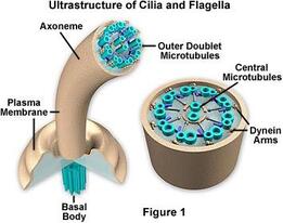 cilia flagella structure - Motile organelles of eukaryotic cells- common structure regardless of beating/mech… | Plasma membrane, Animal cell structure, Animal cell