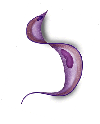 0500q72w-6400-422x527.png