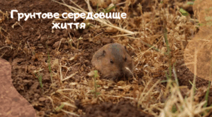 Презентація на тему "Грунтове середовище життя"