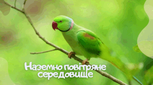 Презентація на тему "Наземно-повітряне середовище життя"
