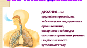 Контрольна робота: "Травлення", "Дихання"