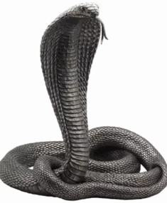 0500qedw-526a-327x397.png