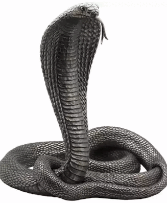 0500qedw-526a-327x397.png