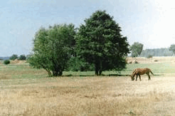 0500qkk6-3185-246x163.png