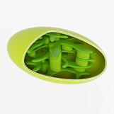 хлоропласт 3D Модель $14 - .unknown .max .fbx .obj - Free3D