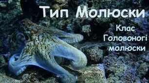 Тип Молюски. Клас Головоногі молюски.