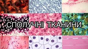 Презентація «Захворювання сполучної тканини. Ревматоїдний артрит, системний червоний вовчої, склеродермія. Пневмоконіози. Вібраційна хвороба. Отруєння.»