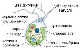 Відділ Зелені водорості Одноклітинні зелені водорості ...