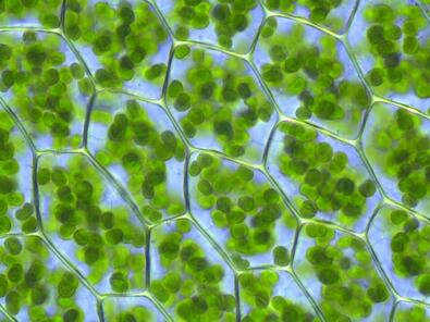 Microbiology from A to Z explained - Micropia - Micropia
