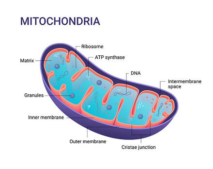 Mitochondria | Structure, Membranes & Functions - Video & Lesson Transcript | Study.com