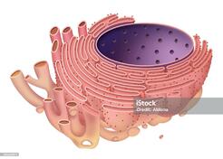 Reticulum Endoplazmatyczne - Stockowe grafiki wektorowe i więcej obrazów Endoplasmic Czepiec - Endoplasmic Czepiec, Eukarionty, Golgi Aparat - iStock