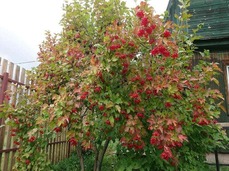0500rhfw-c828-229x171.jpg