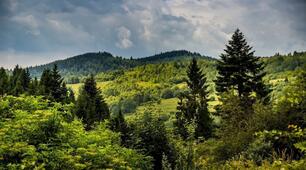 Я досліджую світ 4 клас. "Подорожуємо зонами мішаних і широколистих лісів".