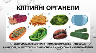 Органели клітини