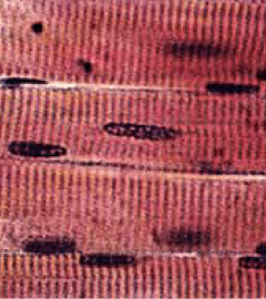 0500s38z-cdd6-240x270.png