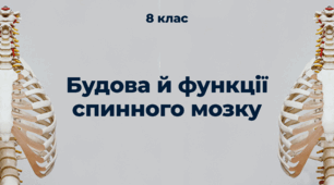 Урок на тему "Будова та функції спинного мозку"