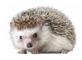 0500sdf4-c977-166x123.png