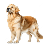 0500sdg1-3d93-181x181.png