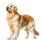 0500sdlz-cbbc-165x165.png