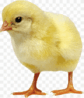 0500sdrg-a926-84x98.png