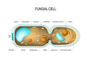 Fungal Hyphae Cells Stock Illustration - Download Image Now - Biological Cell, Fungus, Mushroom - iStock
